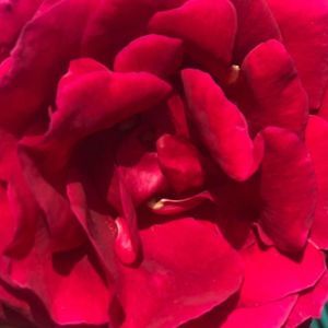 Meet your Posher, Shelly